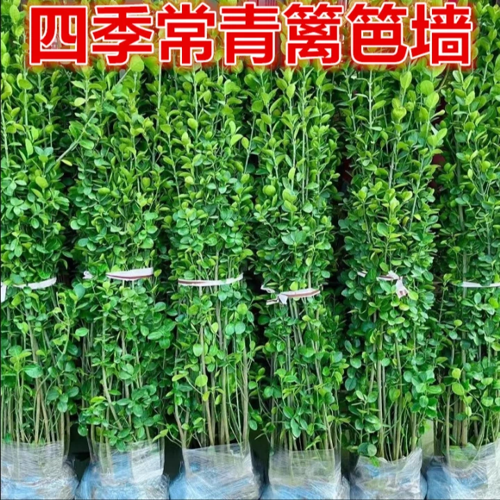北海道黄杨冬青苗庭院围墙围栏绿篱植物四季常青耐寒树苗