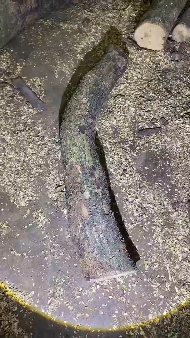 小叶桢楠金丝楠木
