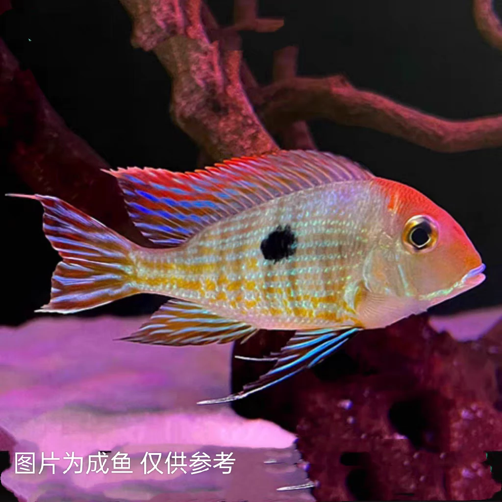 小型热带观赏 灯科鱼 鲷科鱼 红头力关刀鱼 食土鱼好养易活