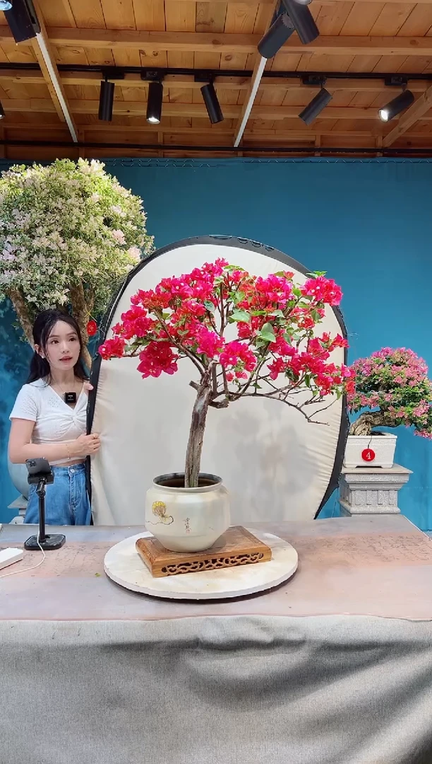 全部花苞中国红三角梅