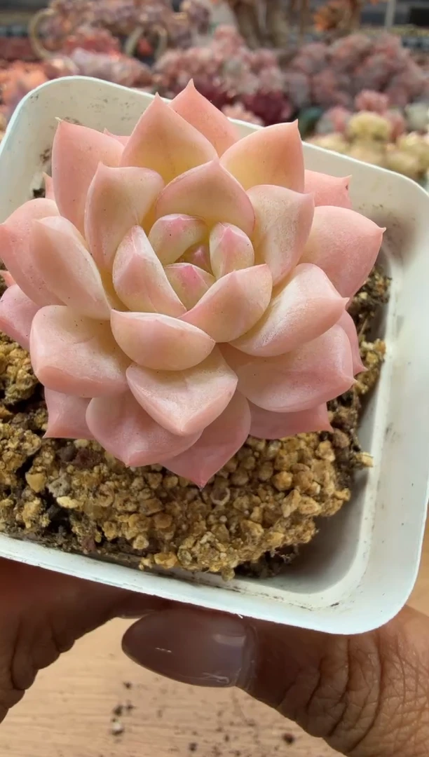 东云多肉园二店-91