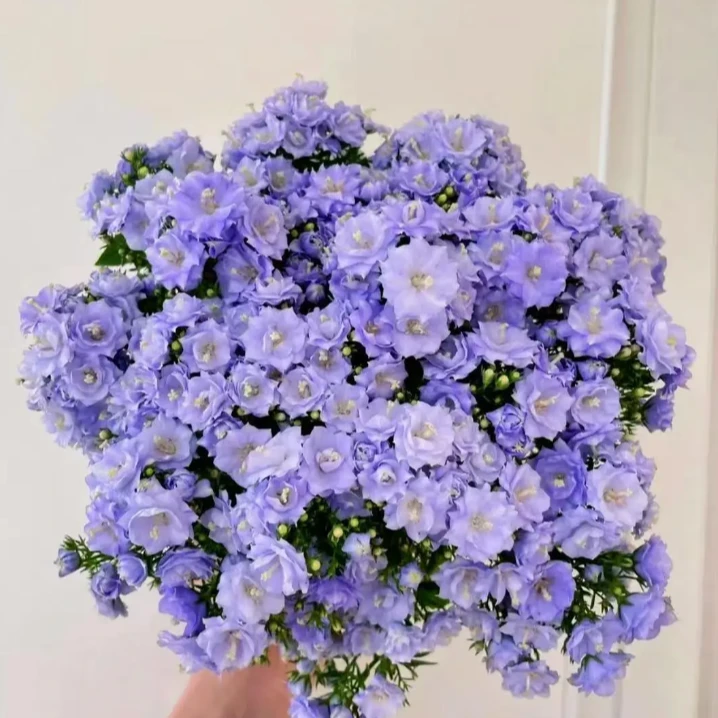 【丹麦风铃】盆栽室内窗台养殖四季开花爆花强新手易养护开花植物