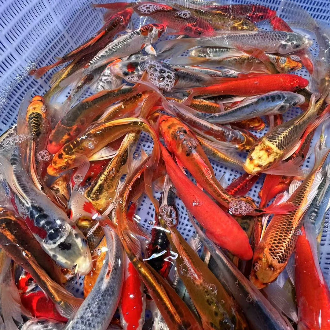 德系锦鲤鱼 12-16公分 6尾 皮实好养温顺活体 全国包邮包损