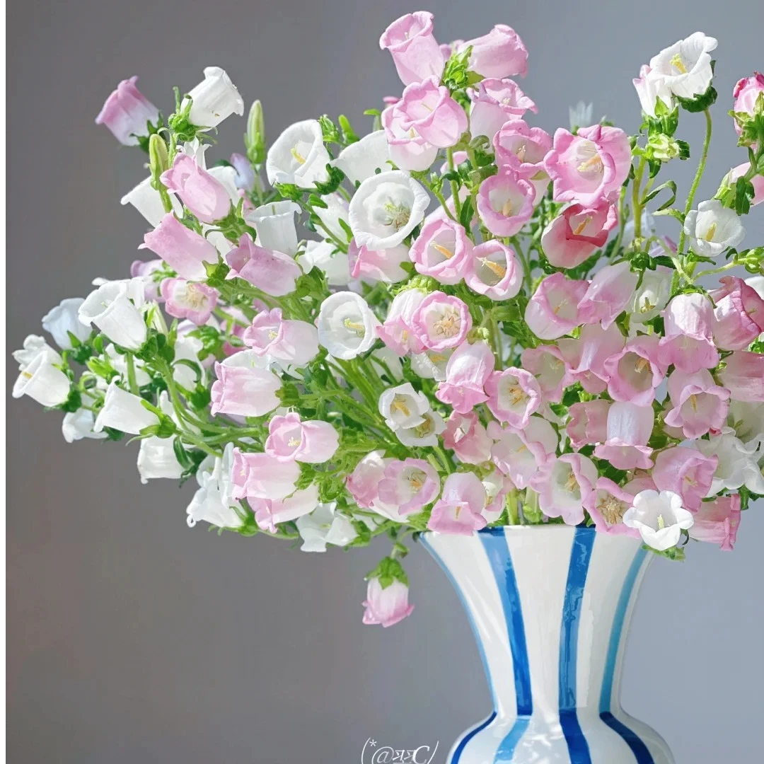 【风铃草】0℃以下地区一定要拍保温棉 不拍保温棉冻坏不售后