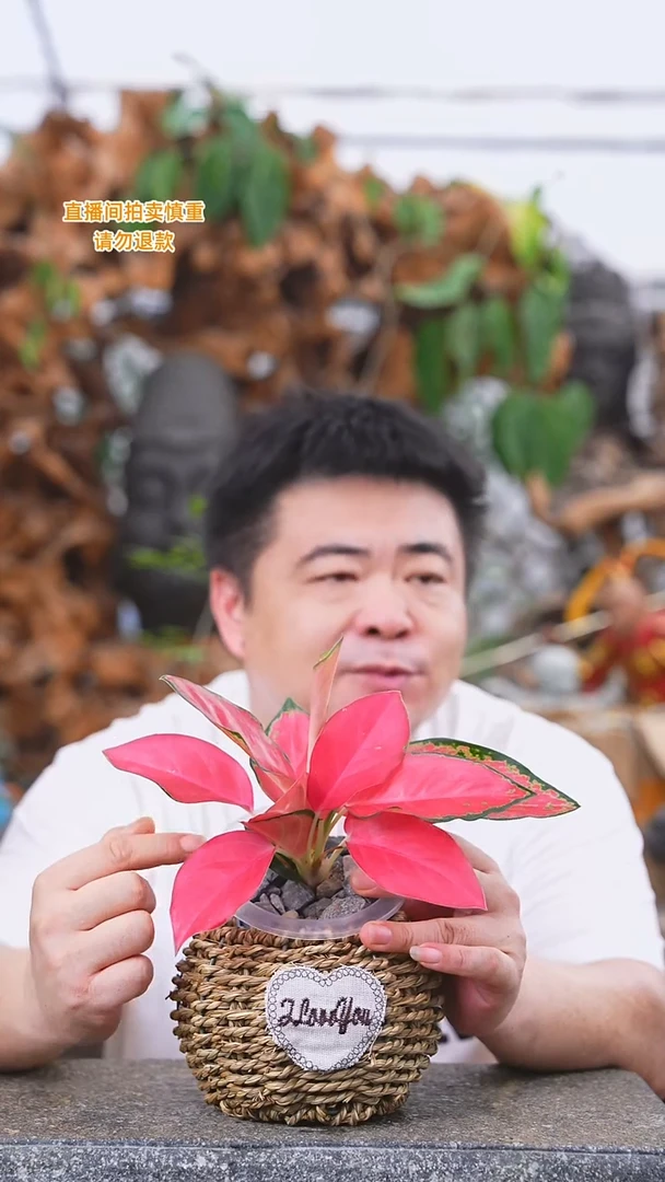 当前无花栽培后可以开花红珊瑚酢肋草291T
