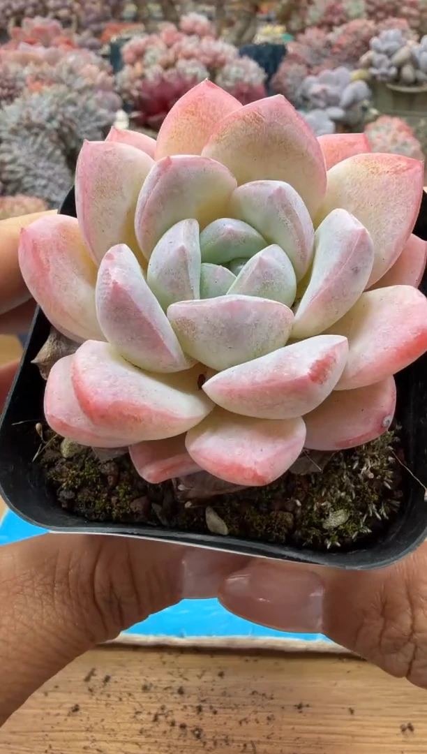 东云多肉园二店-199