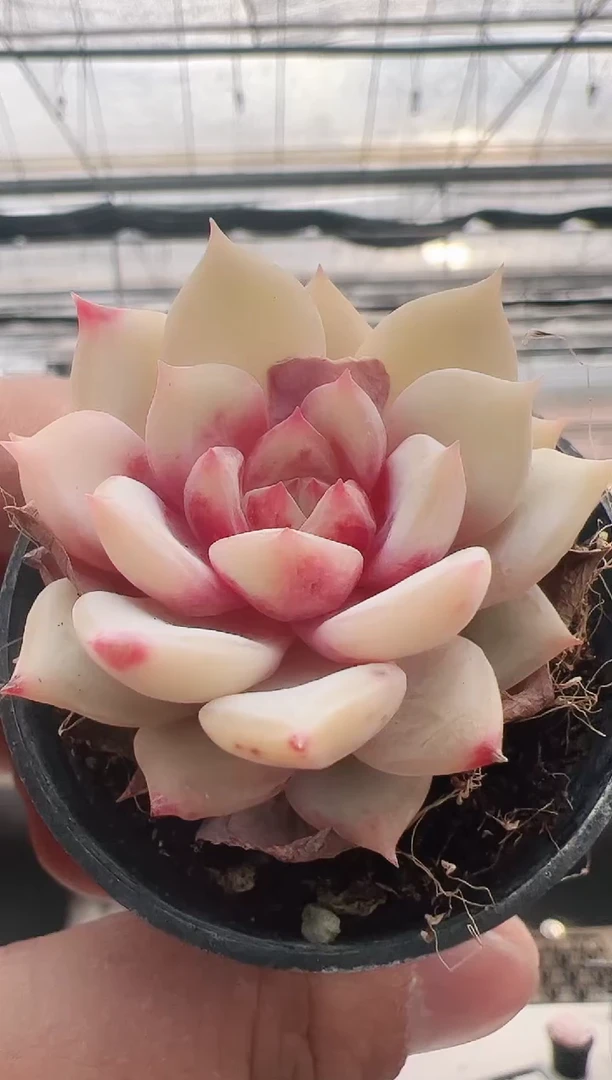 【闪购商品】新款多肉-65