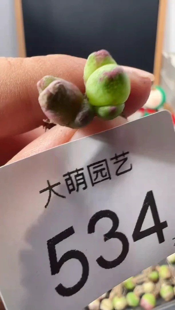 一物一拍                  --534