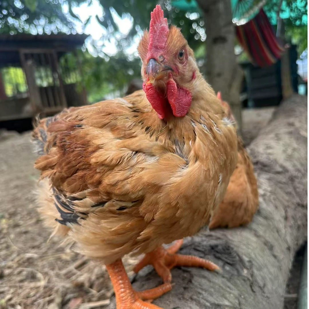 云南高原散养九斤红肉鸡  宠物鸡