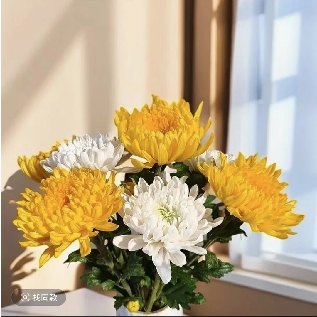 【次日达黄+白菊花6支】鲜花直播批发京东包邮