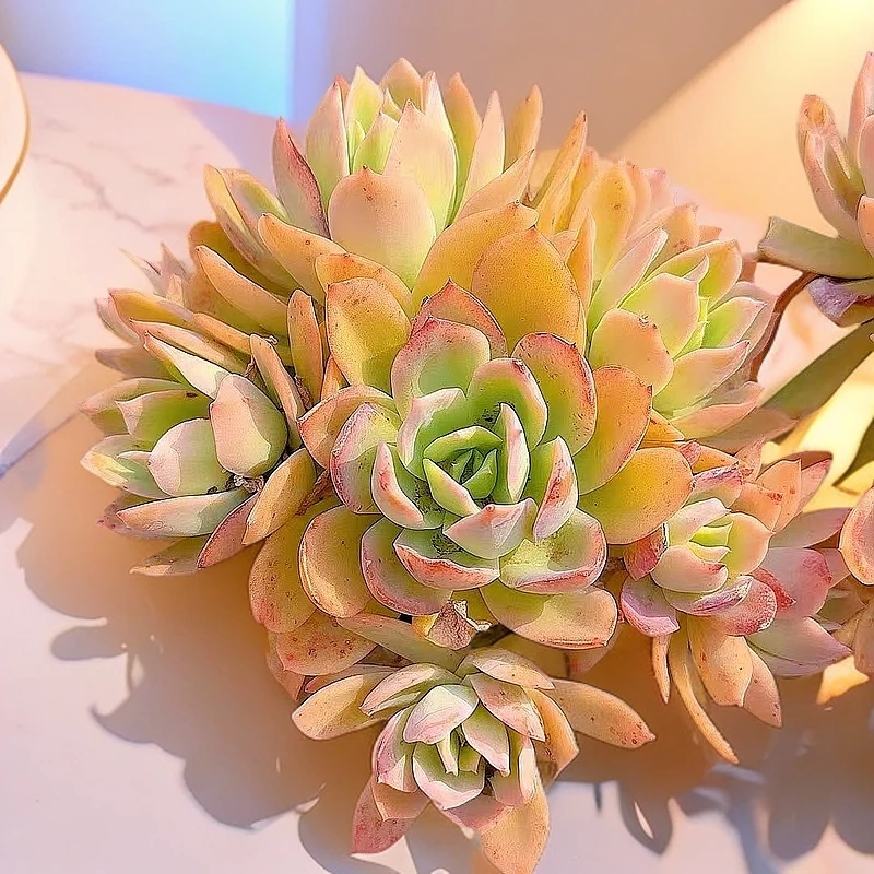 乔伊3颗处理小谢多肉上盆多肉植物庭院空气耐旱种植