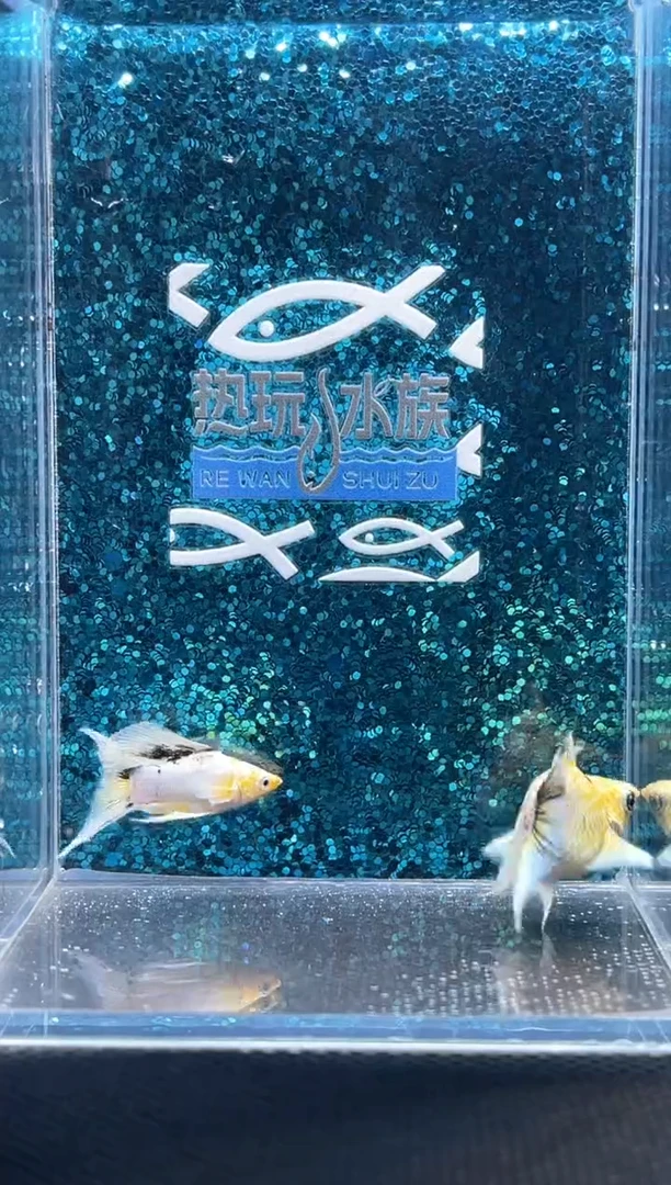 孔雀鱼三色玛丽 02
