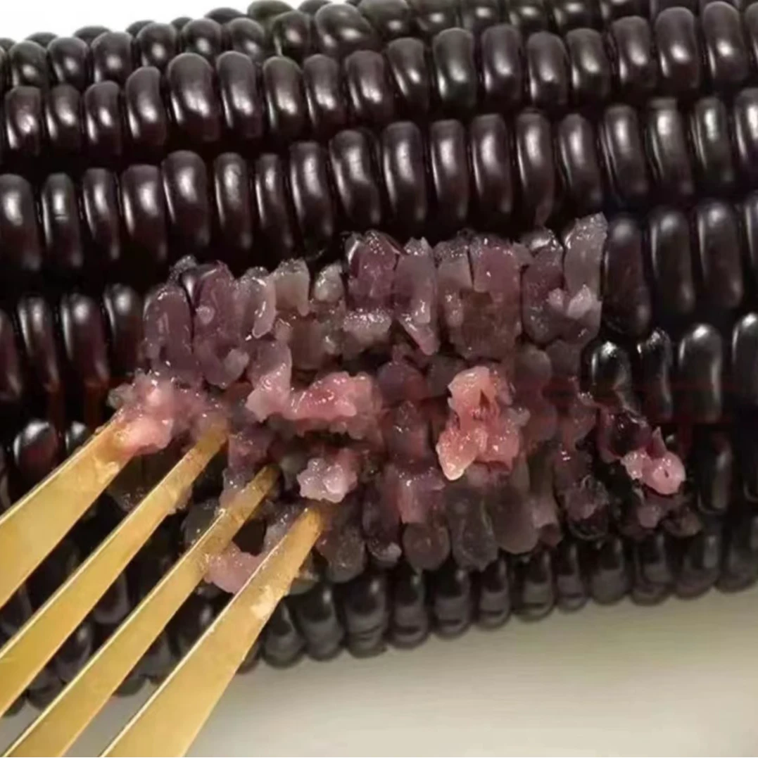 黑龙江黑土地 25年当季 黑色糯玉米 每箱十只 均重260-300克随机