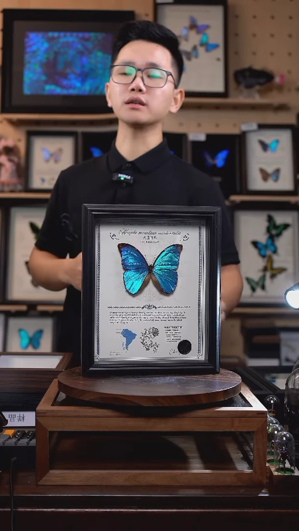 蝴蝶标本摆件竞拍大蓝闪蝶O亚E162