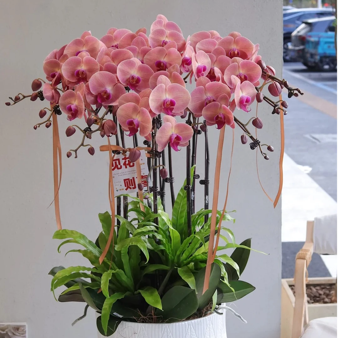 【BT】鲑鱼欣欣向荣蝴蝶兰盆栽带金闪闪珠光植迷不误中通包邮