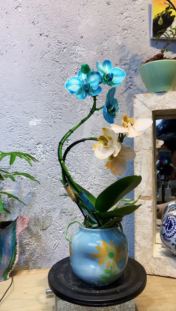 大部分花苞少量开放er植物杂货店，来淘宝吧
