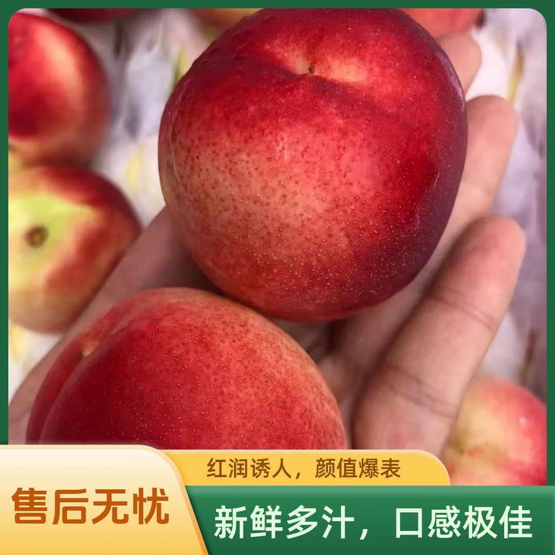 【珍珠枣油桃】份/3斤仅限柳林离石中阳可拍