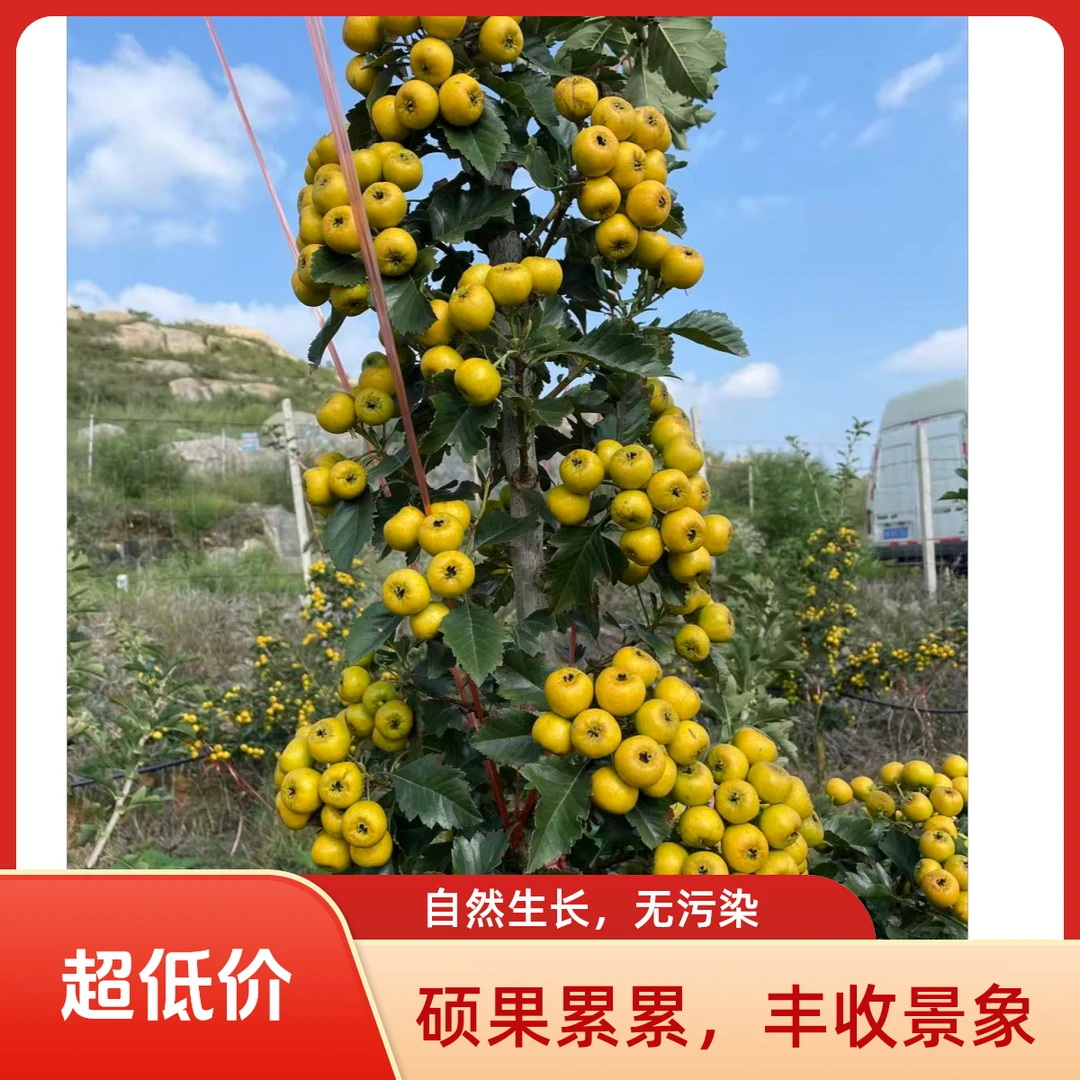 稀奇水果沂蒙山如意黄甜山楂九分甜一分酸带果香味