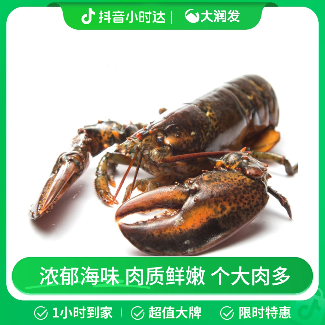 波士顿龙虾450-550克/只