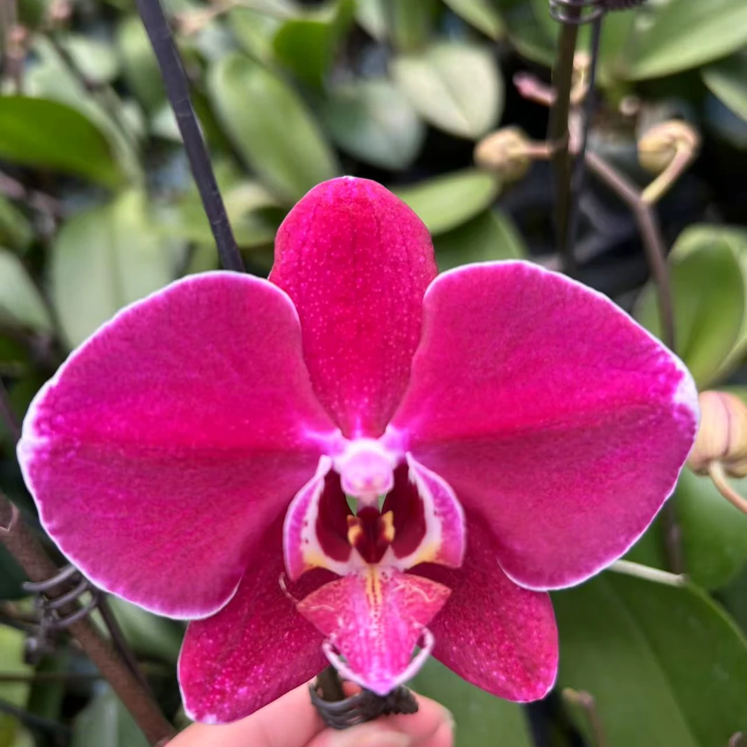 【科尔马3.0寸】蝴蝶兰鲜花盆栽