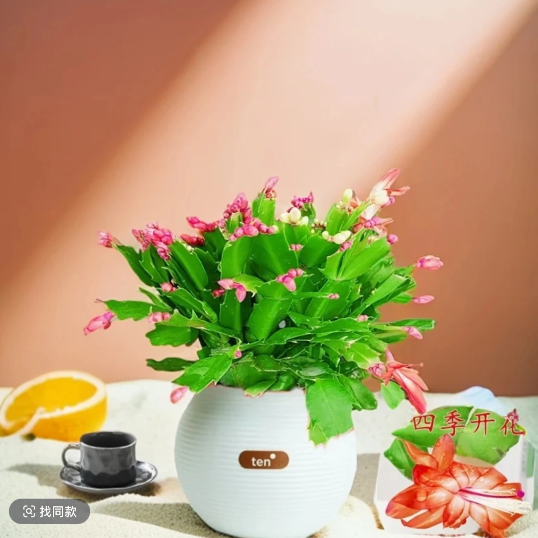 （月球花盆）精品蟹爪兰带花苞四季开花办公室桌面好养绿植