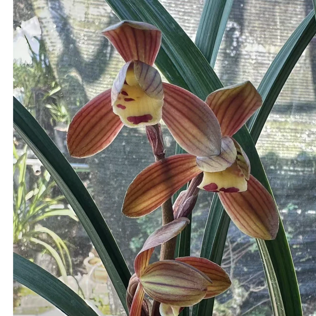 翁源兰花乡里乡亲精品兰花墨兰富贵红荷2苗带花培育盆发货