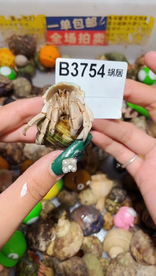 陌派甄选寄居蟹3754