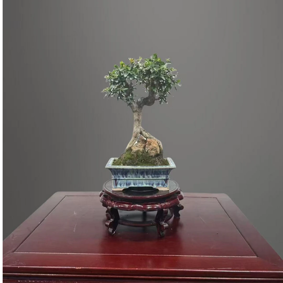 昂首-精品石榴盆景适合客厅书房茶室