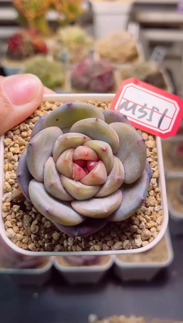 【闪购商品】M351山灵一物一拍