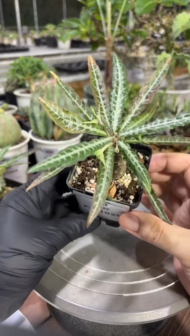 银脉琉桑FC-1029