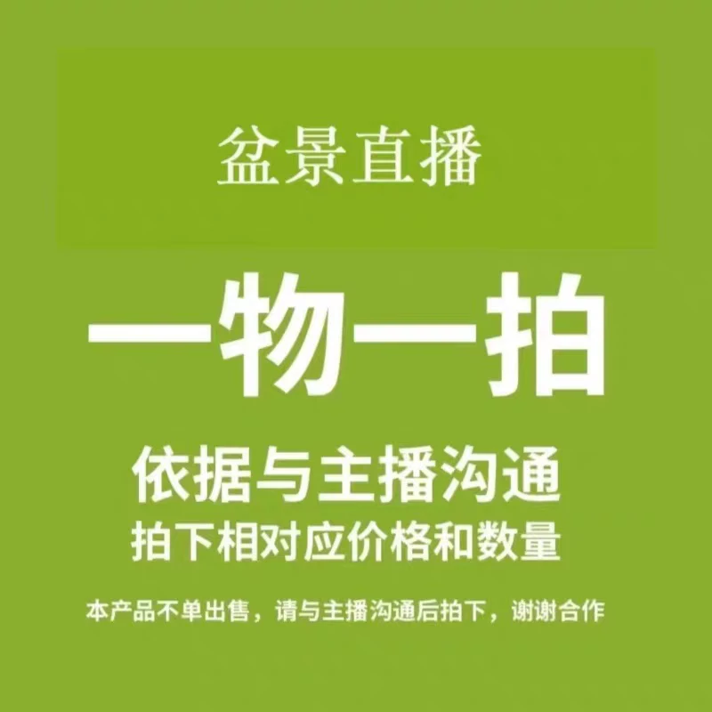 梅花老桩盆景造型耐寒耐热，南北方均可种植好养易活