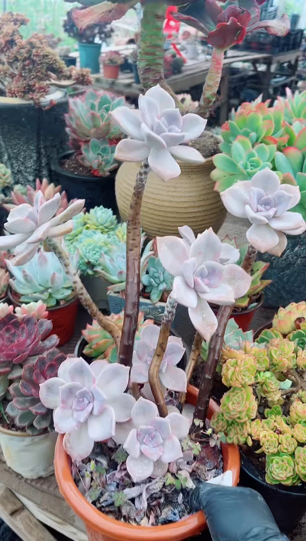 默*07173多肉植物一物一拍