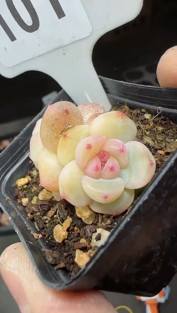 【闪购商品】一物一拍0116—101