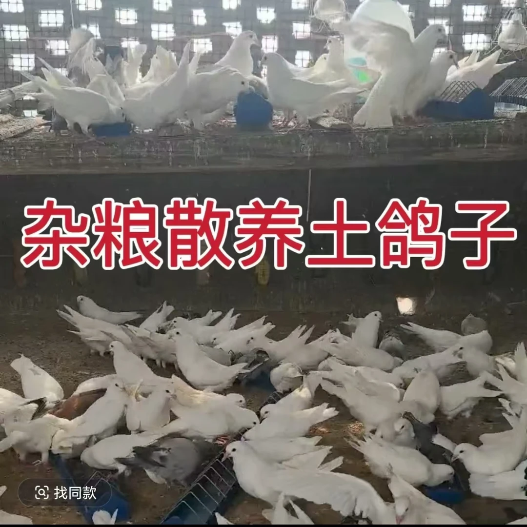 落地王2只随机顺丰包邮