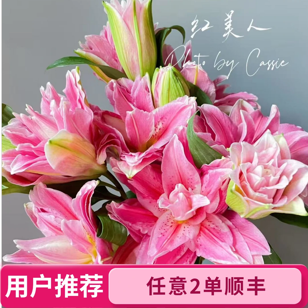 双头，红美人重瓣百合--任意两单顺丰包邮