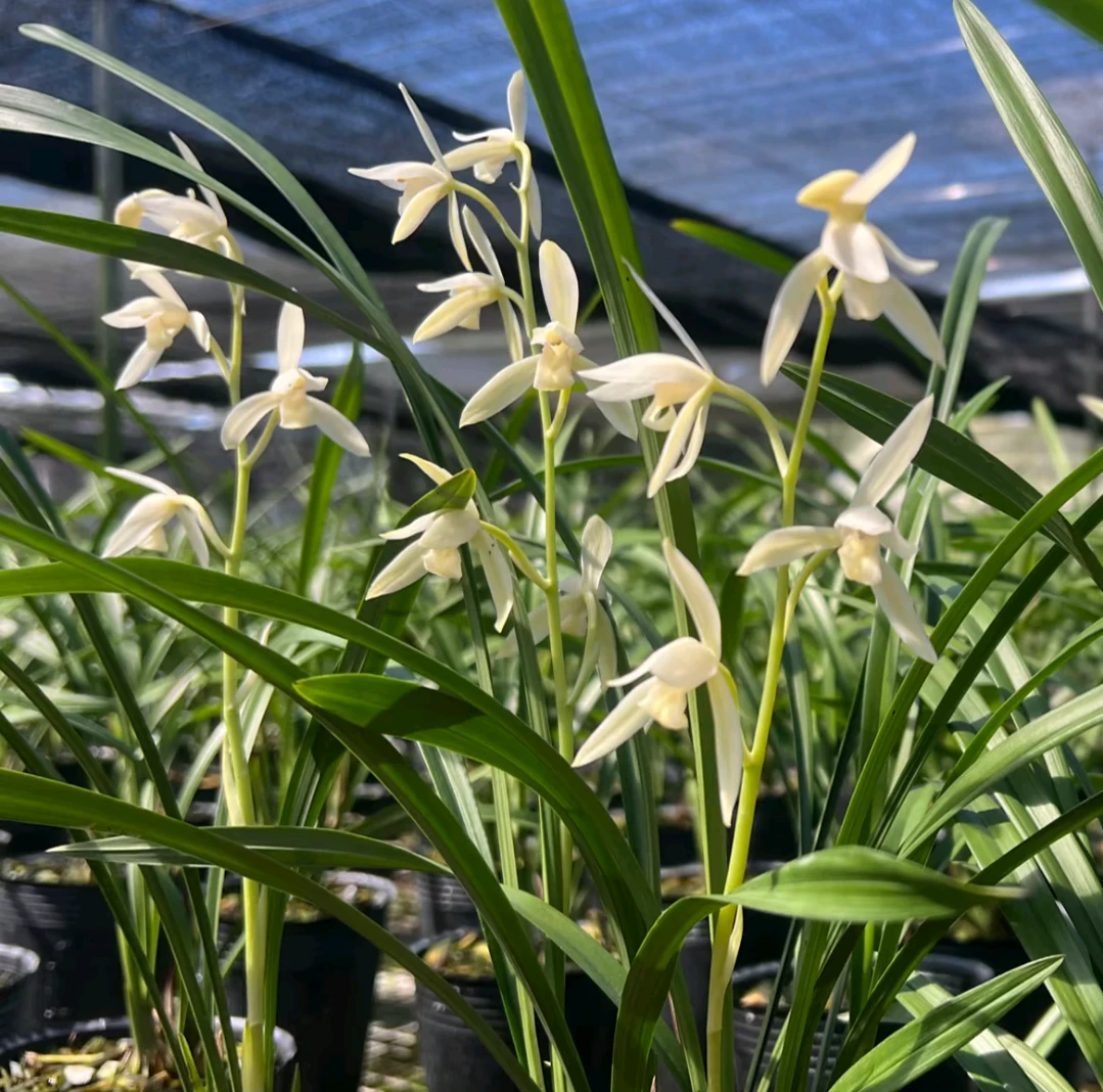 建兰秋雪品种好养开花浓香室内办公室盆栽花卉