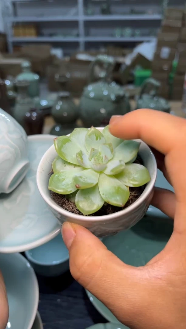 瓷残次泡泡多肉盆1个