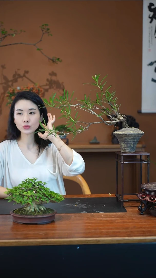 全部花朵栀子花盆景盆景盆景
