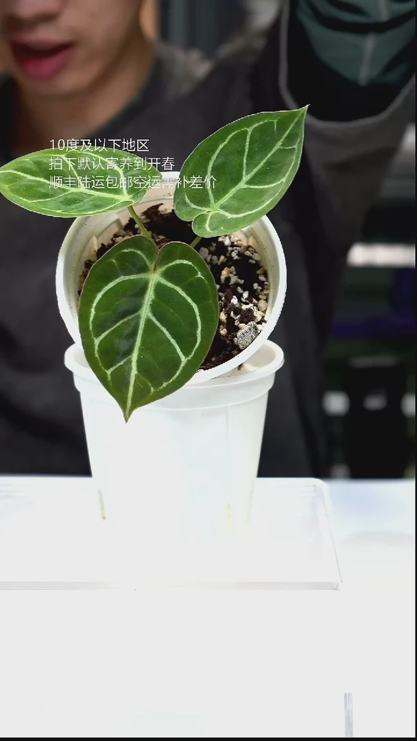 完全开放012-霍夫曼*黑水晶