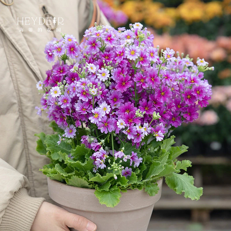 海蒂的花园报春花苗多品庭院种植易活冬季耐寒开花草本花卉盆栽苗