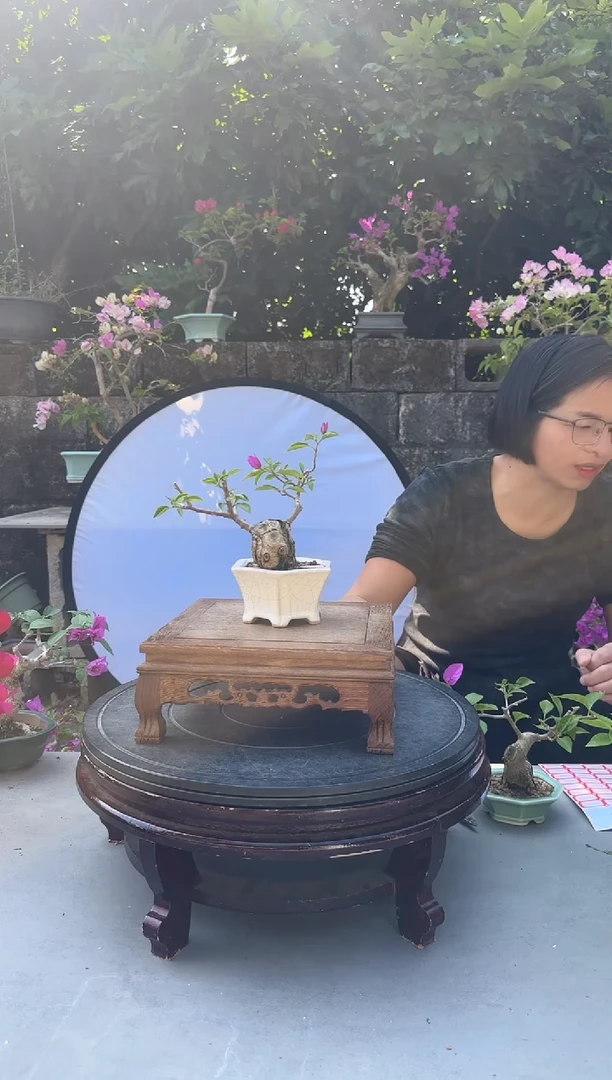 明**风三角梅小叶紫