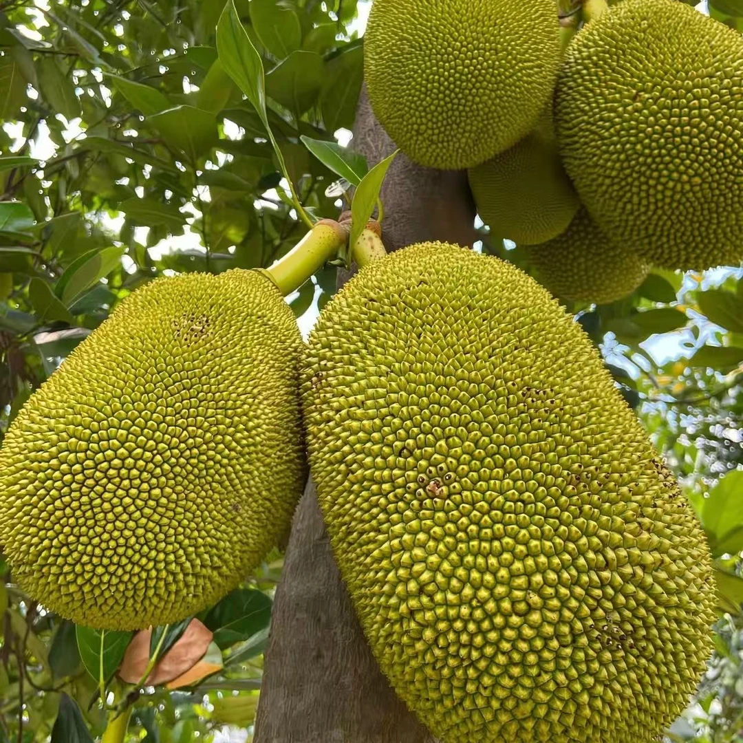 1.【一物一拍】带皮黄肉菠萝蜜5-10斤（帮去芯）黄肉菠萝蜜越南社会主义共和国