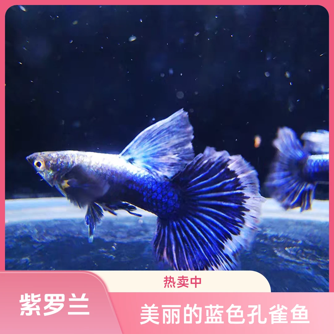 【紫罗兰】稀有精品纯种孔雀鱼好养易繁殖成年小型热带鱼淡水