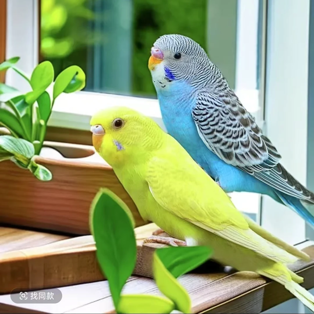 虎皮鹦鹉（好养会学说话鹦鹉宠物）