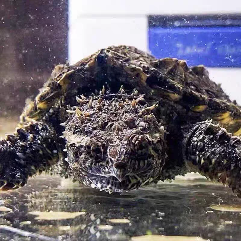 精选稀有纯佛鳄龟活体宠物龟霸气凶猛观赏龟