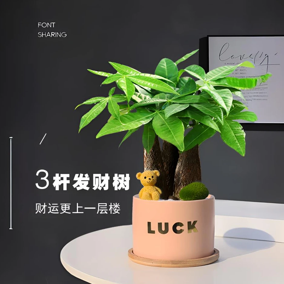 发财树植物桌面DIY创意绿植室内招财植物办公室四季好养小盆景