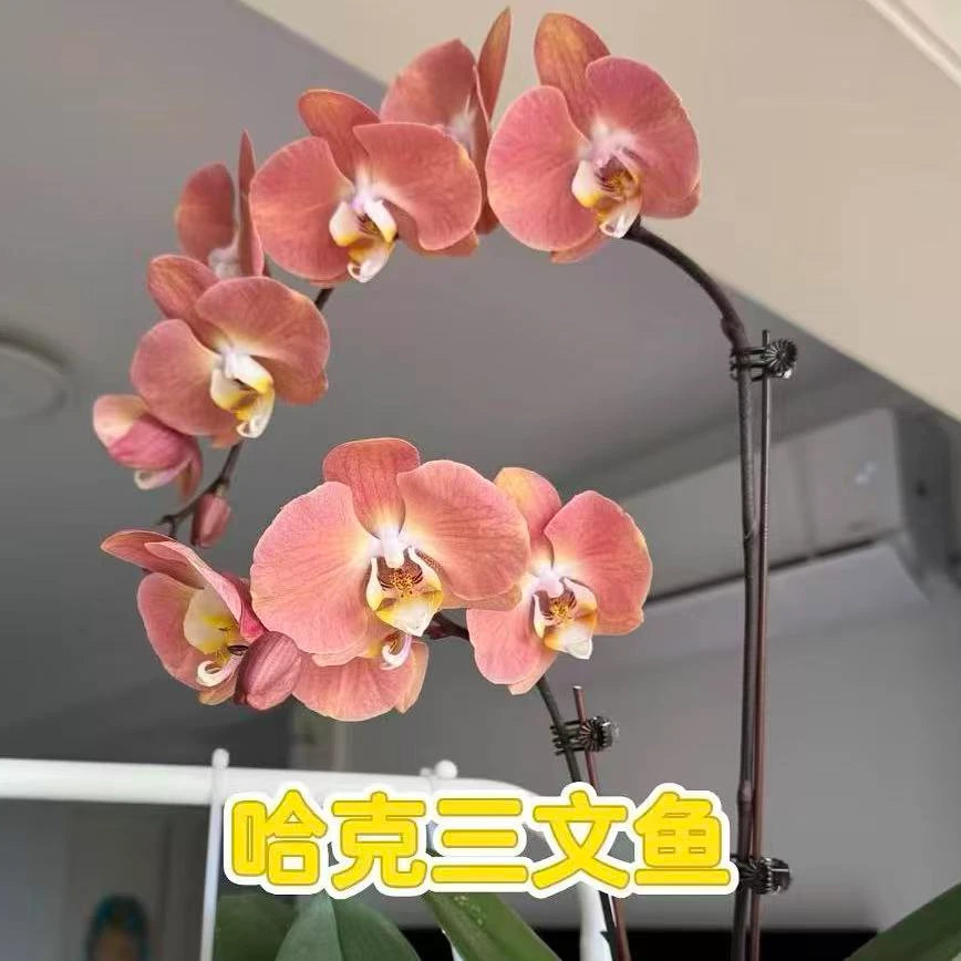 【三文鱼】蝴蝶兰（3.0寸杯）老齐家基地直发蝴蝶兰盆栽