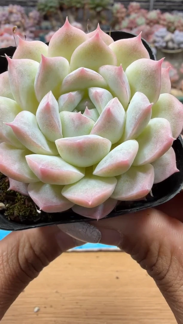 东云多肉园二店-33