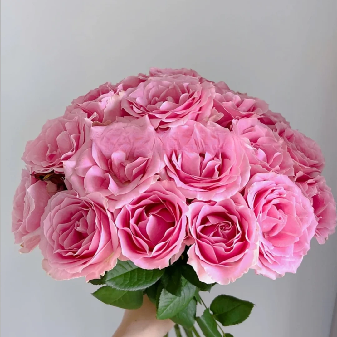 【大聪明卖花】甜蜜雪山单头玫瑰-任意2单鲜花包邮发货后不支持退款