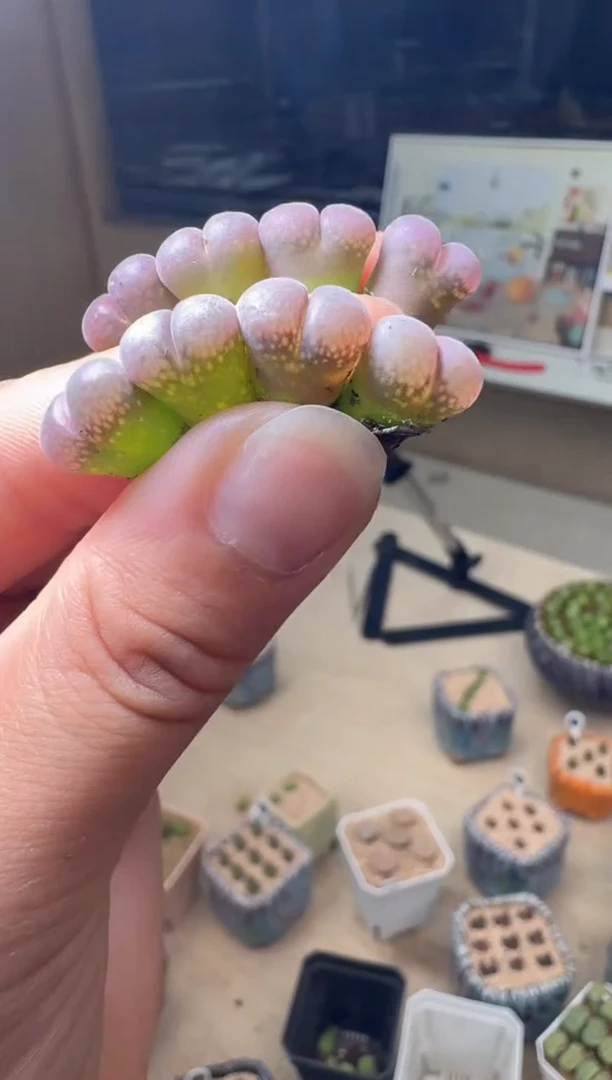 7.4-47多肉植物c10一颗